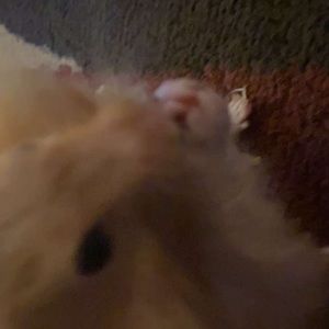 Meet your Posher, Rosalyn